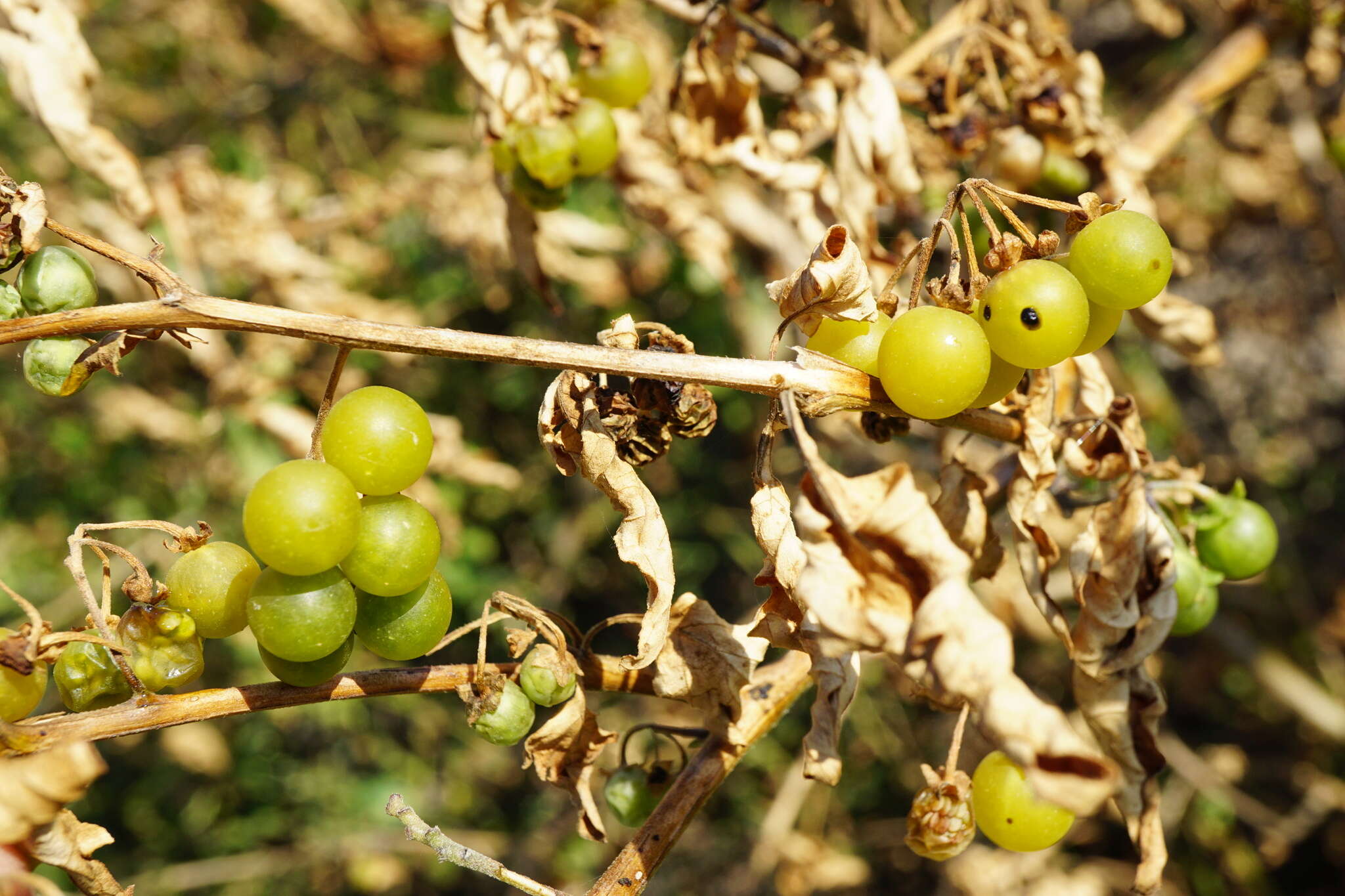 Image of Solanum nigrum subsp. nigrum