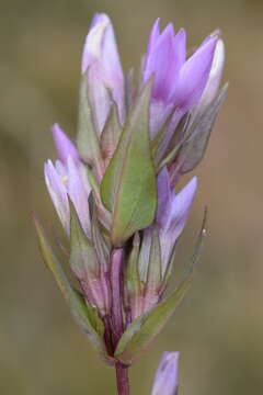 Imagem de Gentianella anisodonta (Borbás) A. & D. Löve