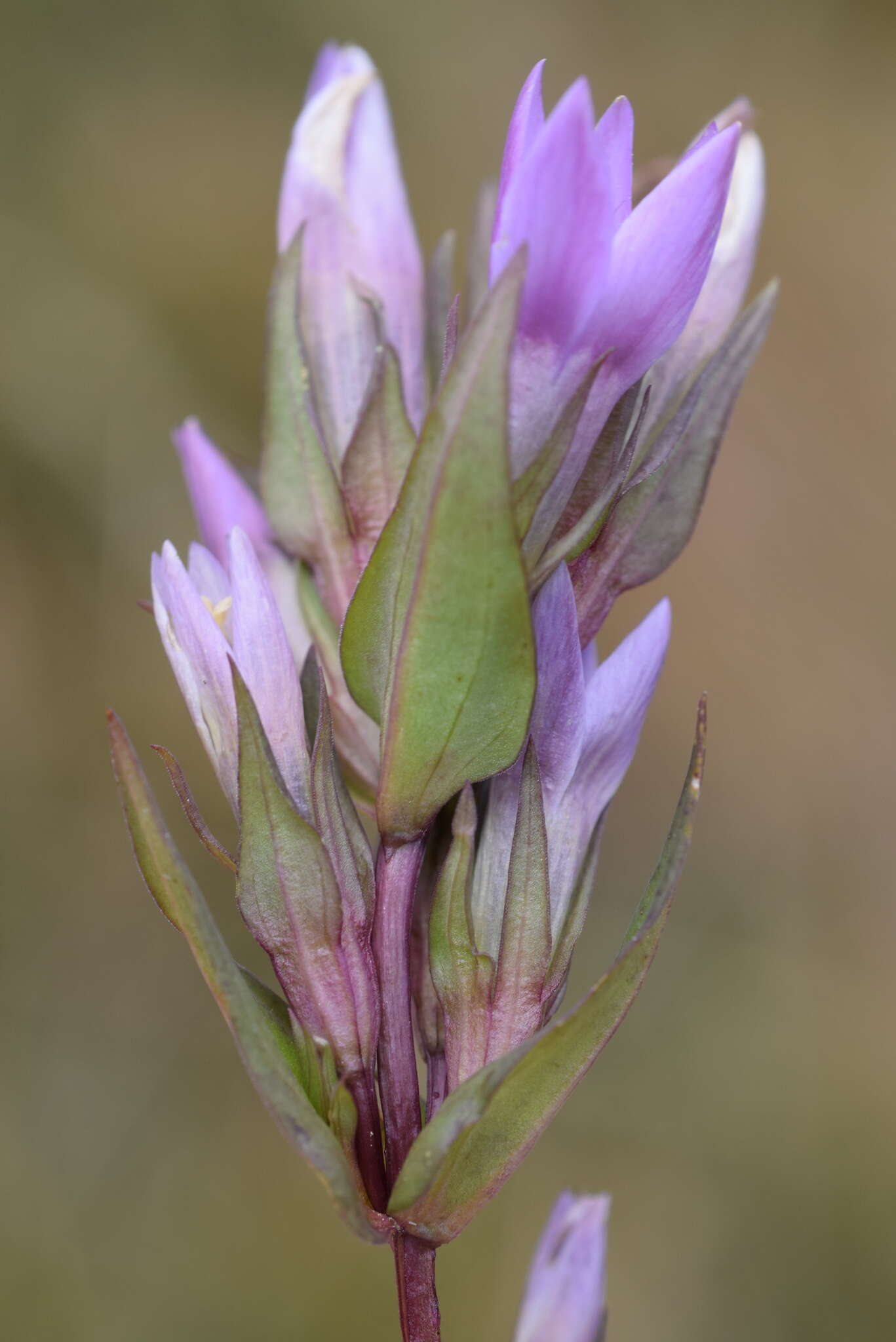 Imagem de Gentianella anisodonta (Borbás) A. & D. Löve