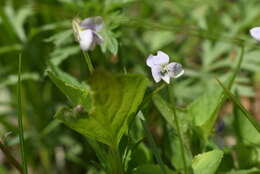 Imagem de Viola acuminata Ledebour