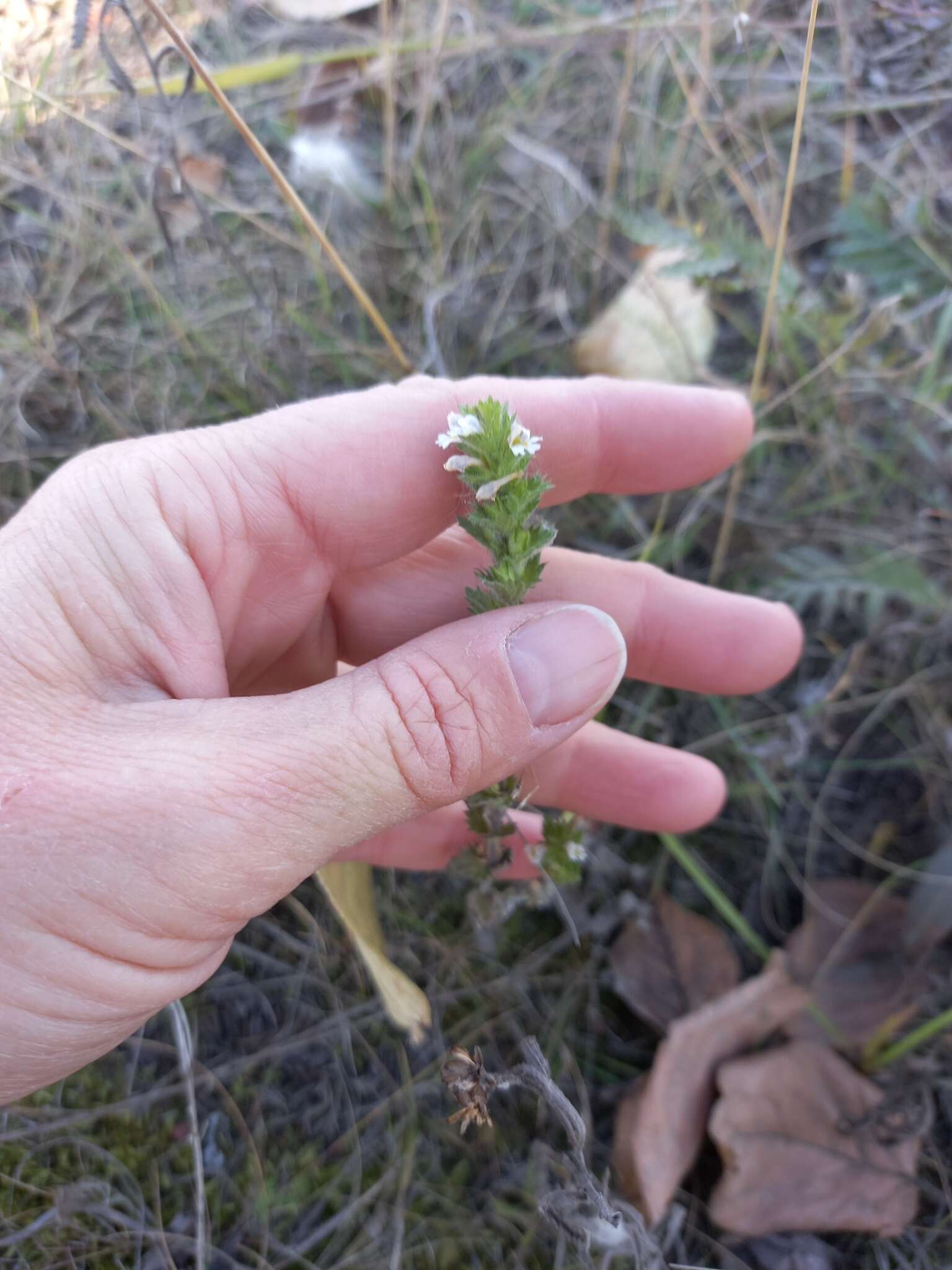 Image of Euphrasia hyperborea Joerg.