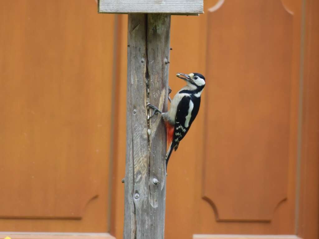 Image of Great Spotted Woodpecker