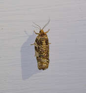 Image of Fruit-Tree Leafroller Moth