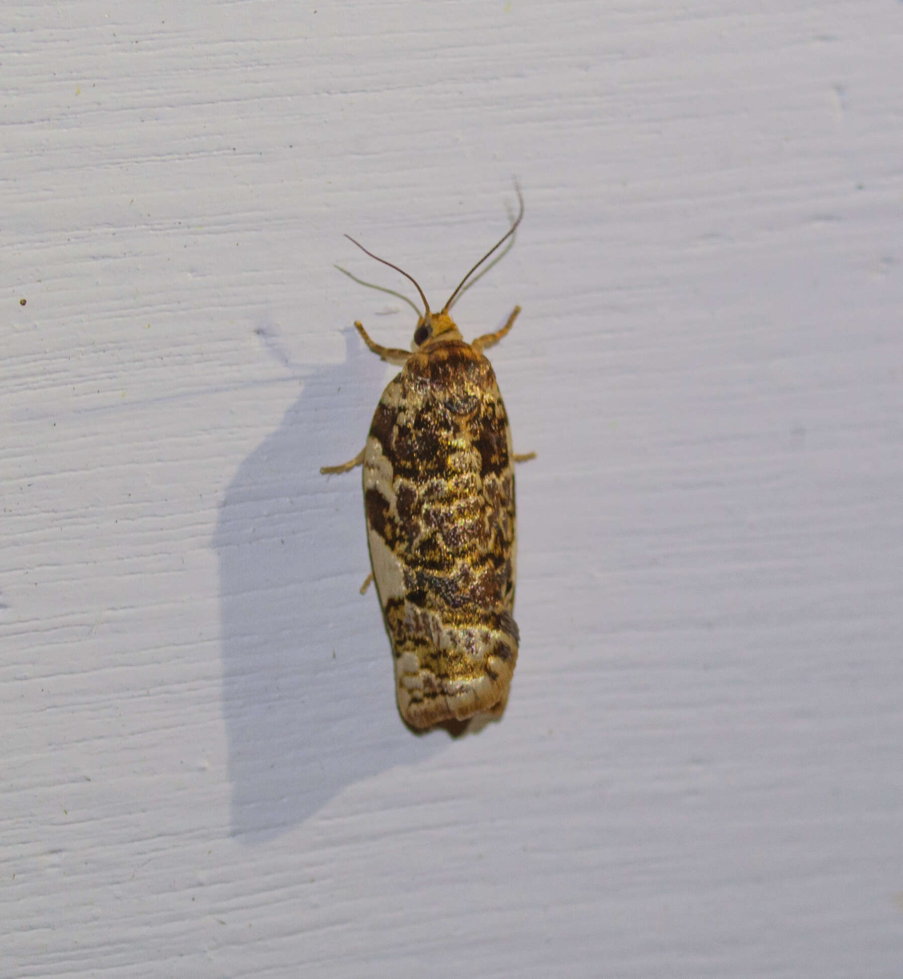 Image of Fruit-Tree Leafroller Moth