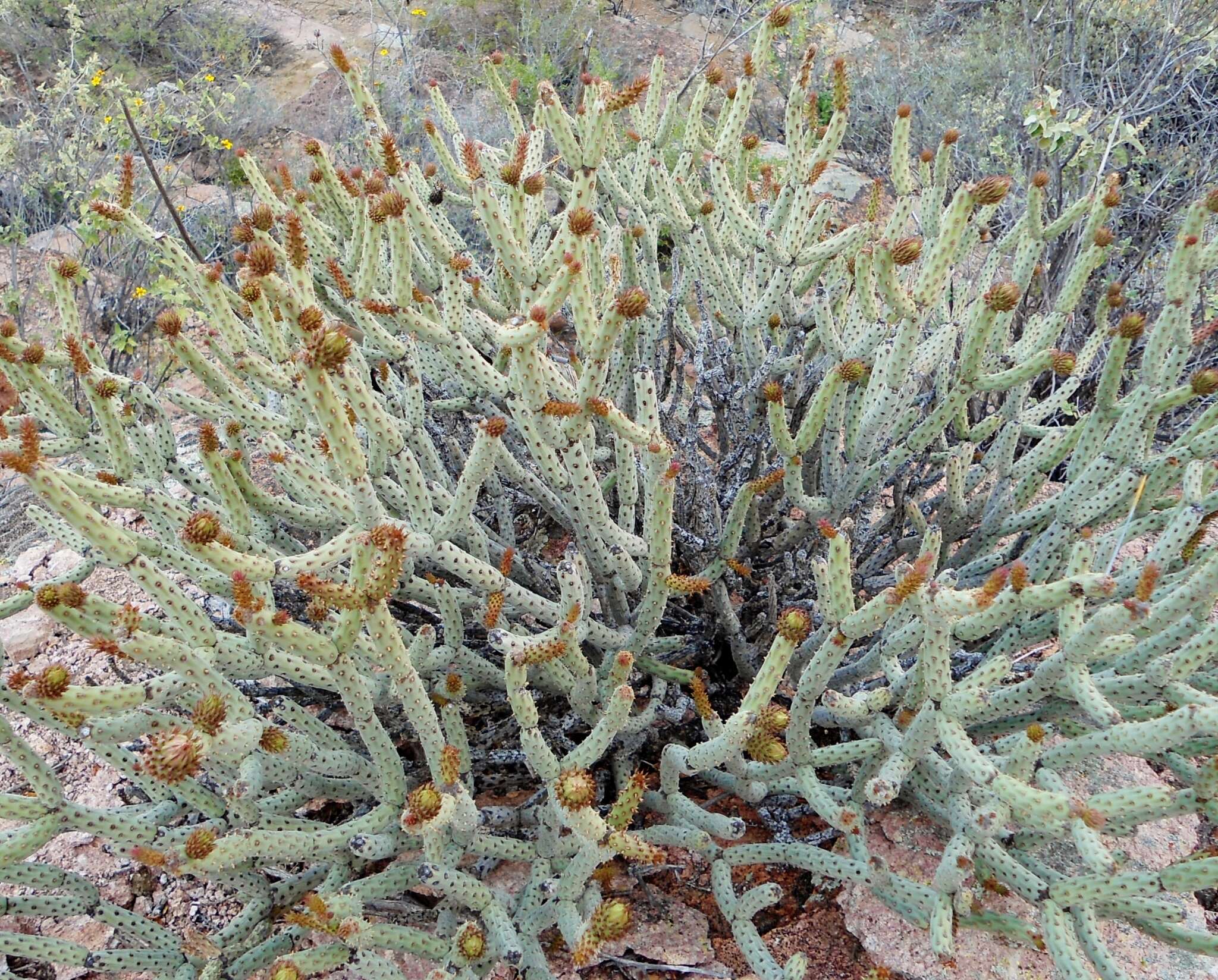 Imagem de Cylindropuntia tesajo (Engelm. ex J. M. Coult.) F. M. Knuth