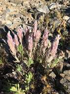 Image of splithair Indian paintbrush