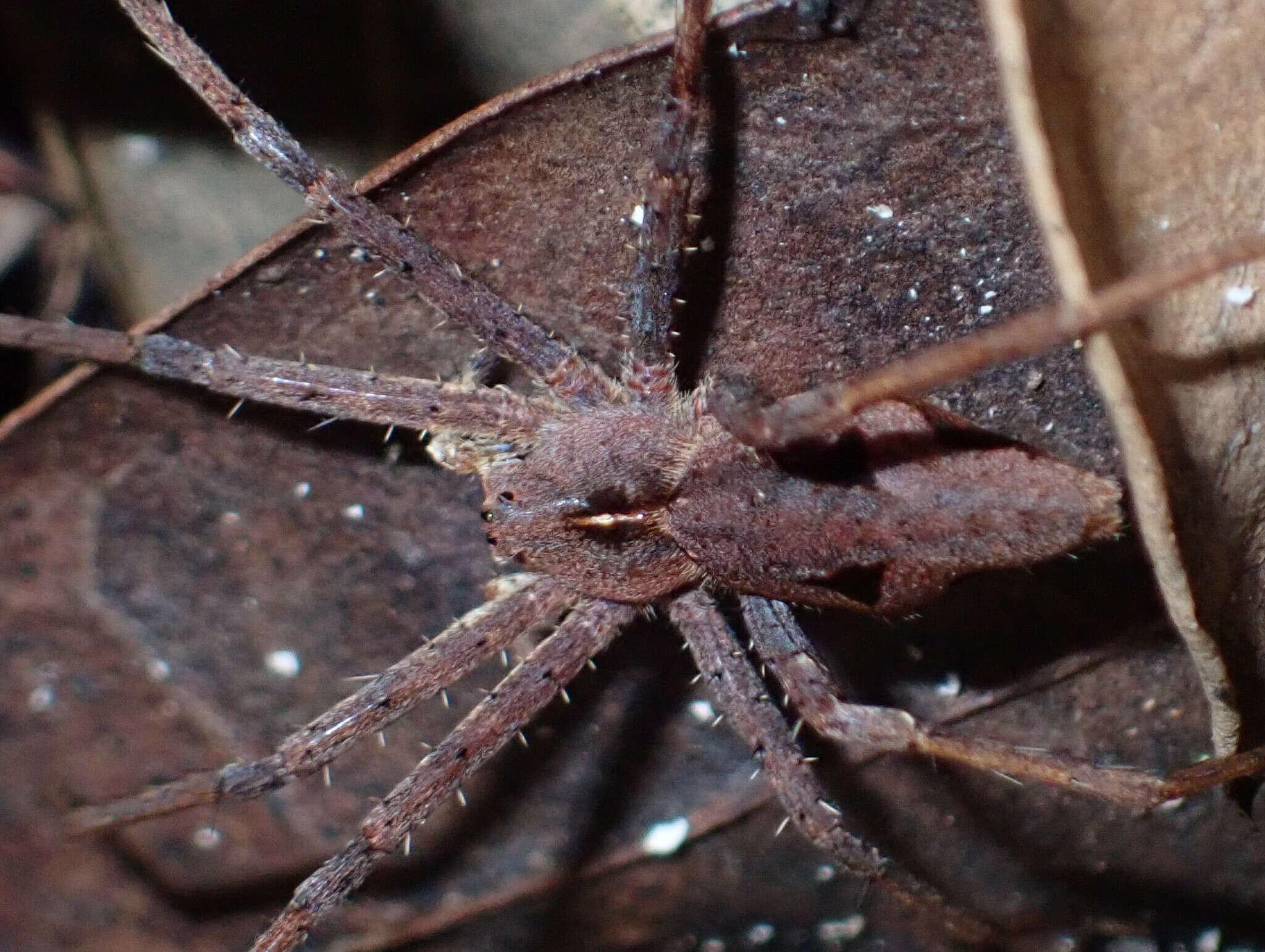 Plancia ëd Cladycnis insignis (Lucas 1838)