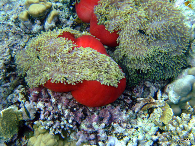 Image of Bulb-Tip Anemone