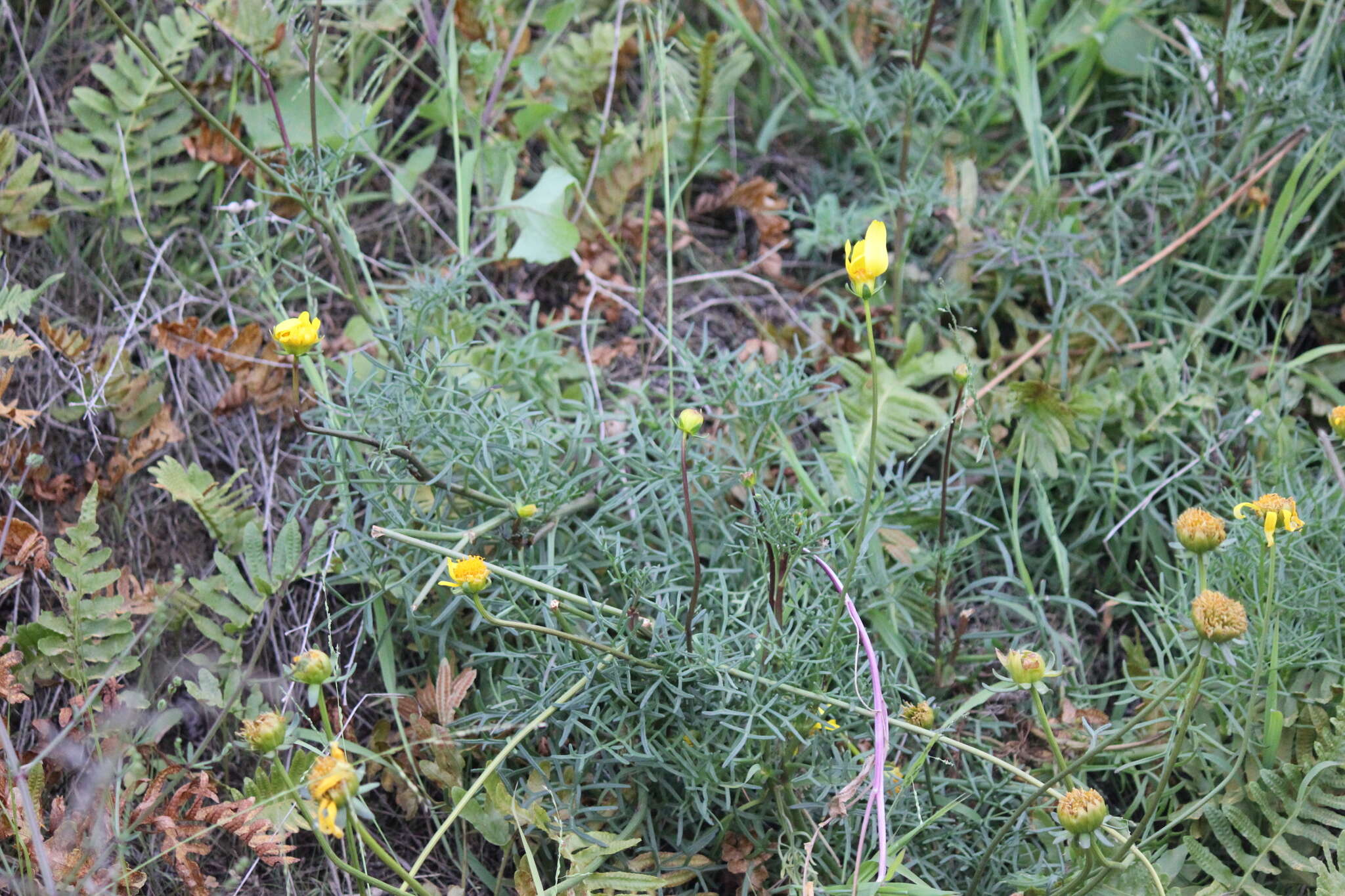 Image de Coreopsis maritima (Nutt.) Hook. fil.