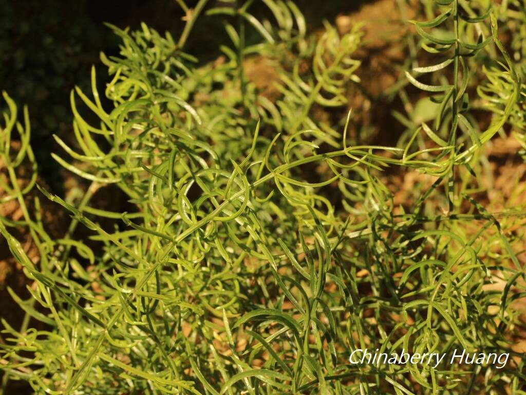 Image of Asparagus cochinchinensis (Lour.) Merr.
