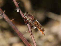 Image of Proctacanthus rufus Williston 1885