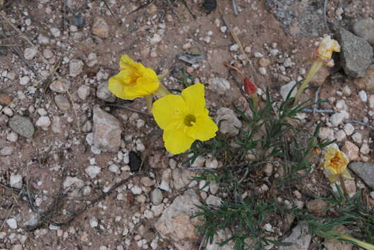 Image of Oenothera lavandulifolia Torr. & Gray