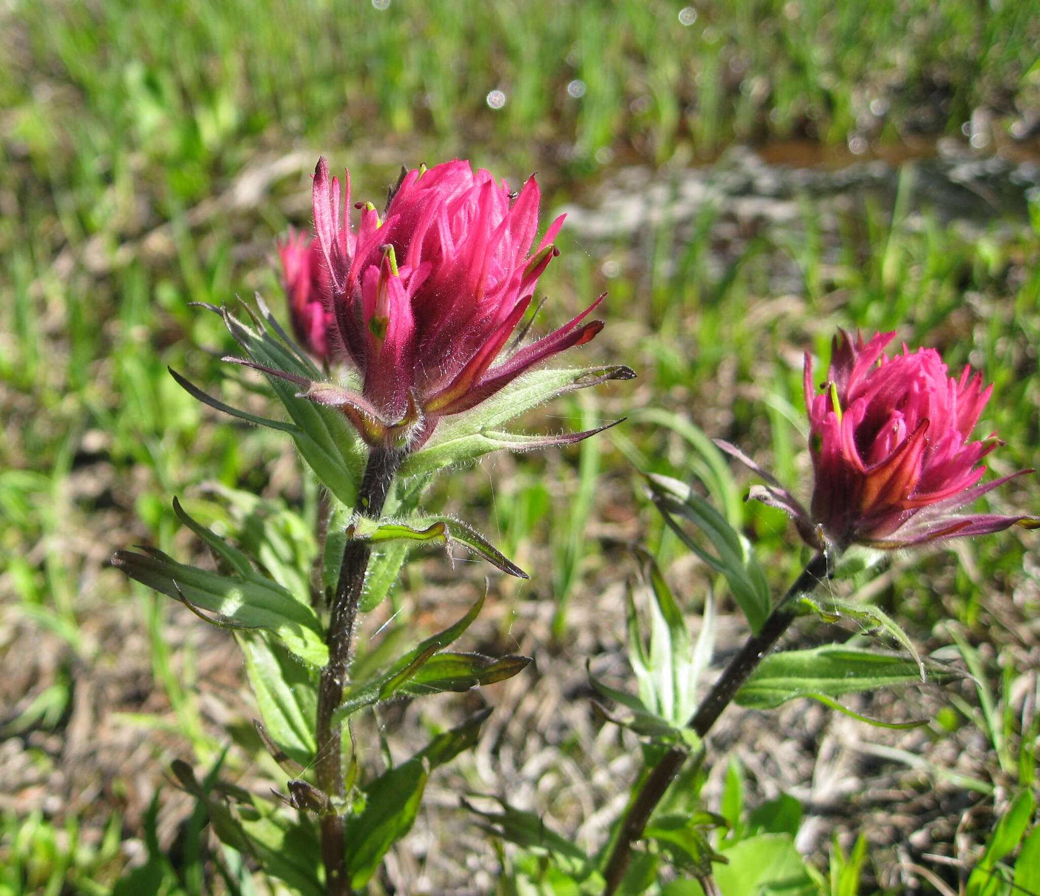 Image of Henry Indian paintbrush