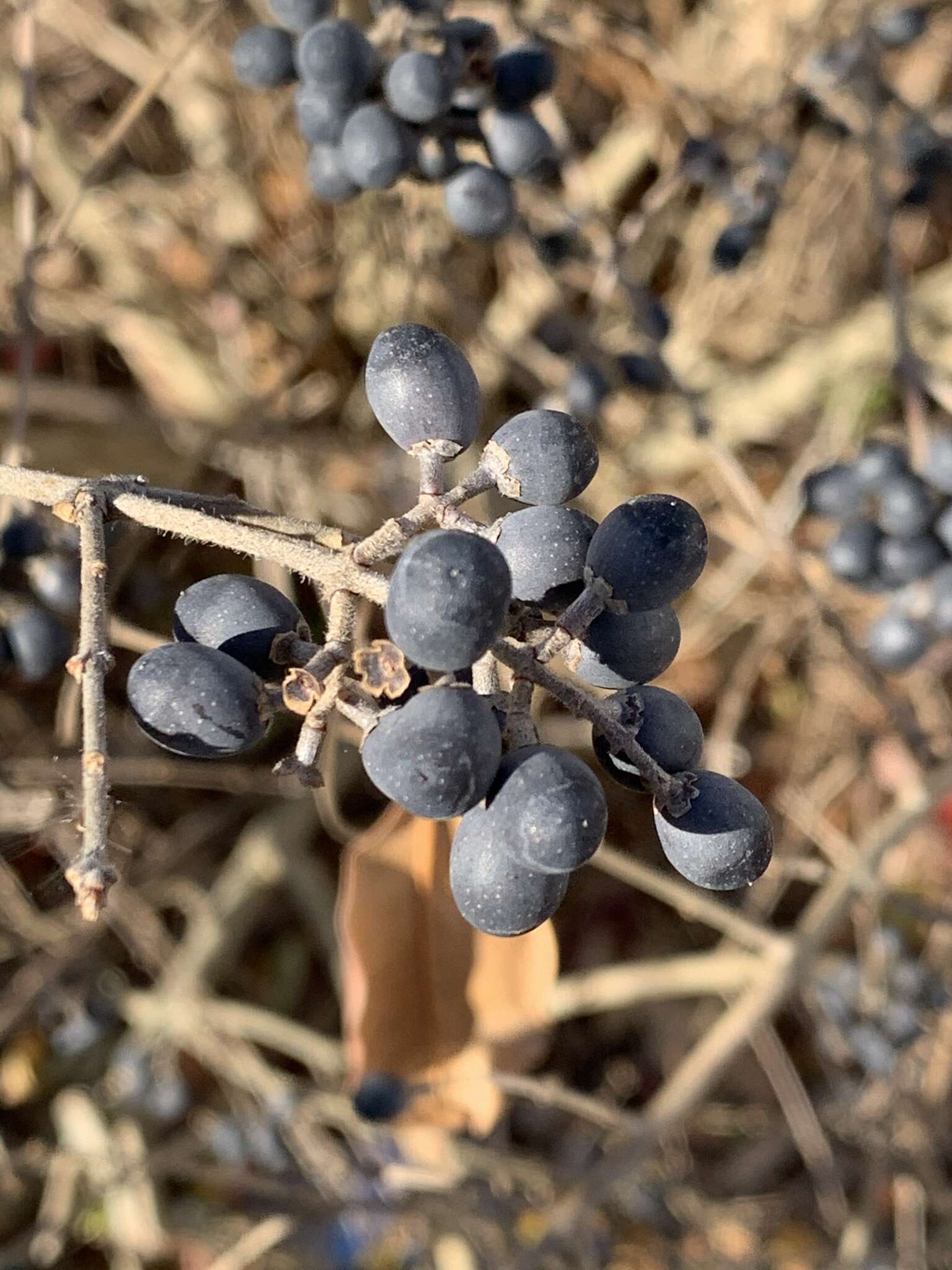 Image of border privet