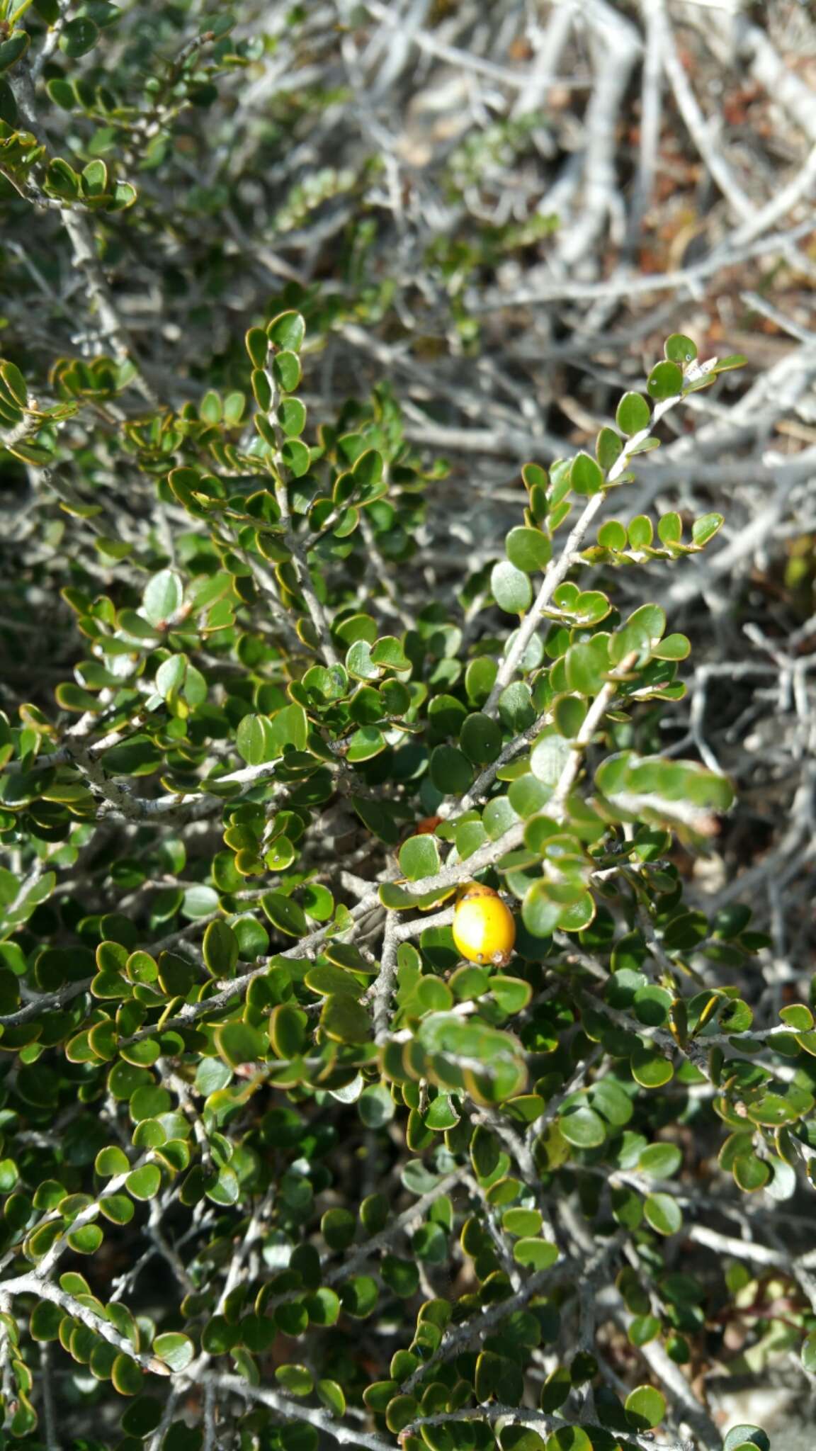 Image de Diospyros myriophylla (H. Perrier) G. E. Schatz & Lowry