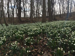 Image of Spring Snowflake