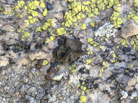 Image of Blistered rock tripe lichen