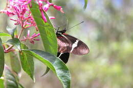 Image of <i>Heliconius <i>clysonymus</i></i> clysonymus