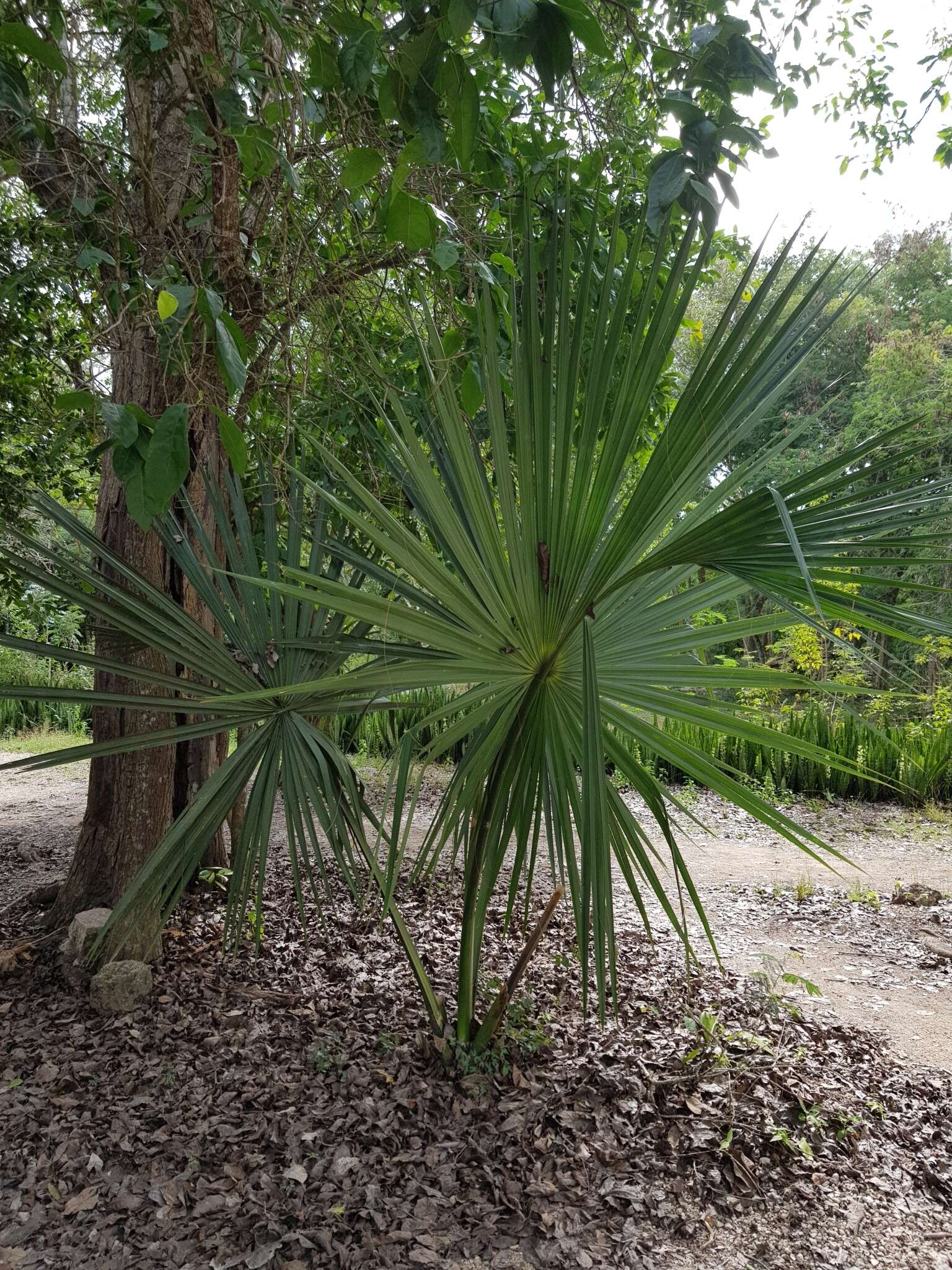 Image of Sabal yapa C. Wright ex Becc.