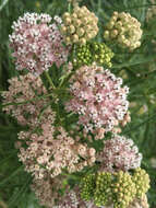 Image of Asclepias fascicularis Decne.