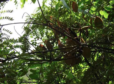 Image of Caesalpinia vernalis Benth.