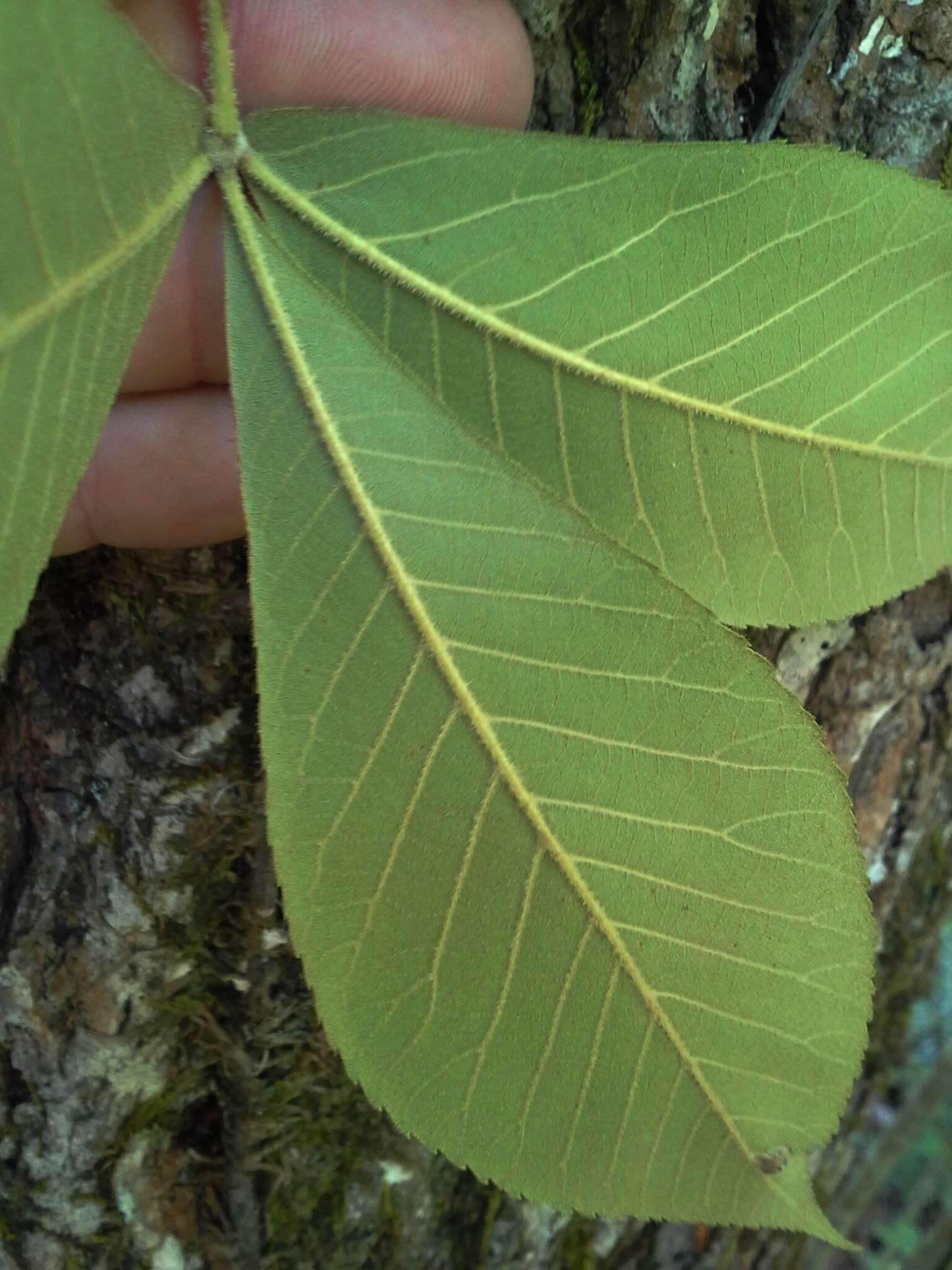 Image of nutmeg hickory