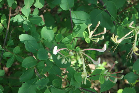 Image of Etruscan honeysuckle