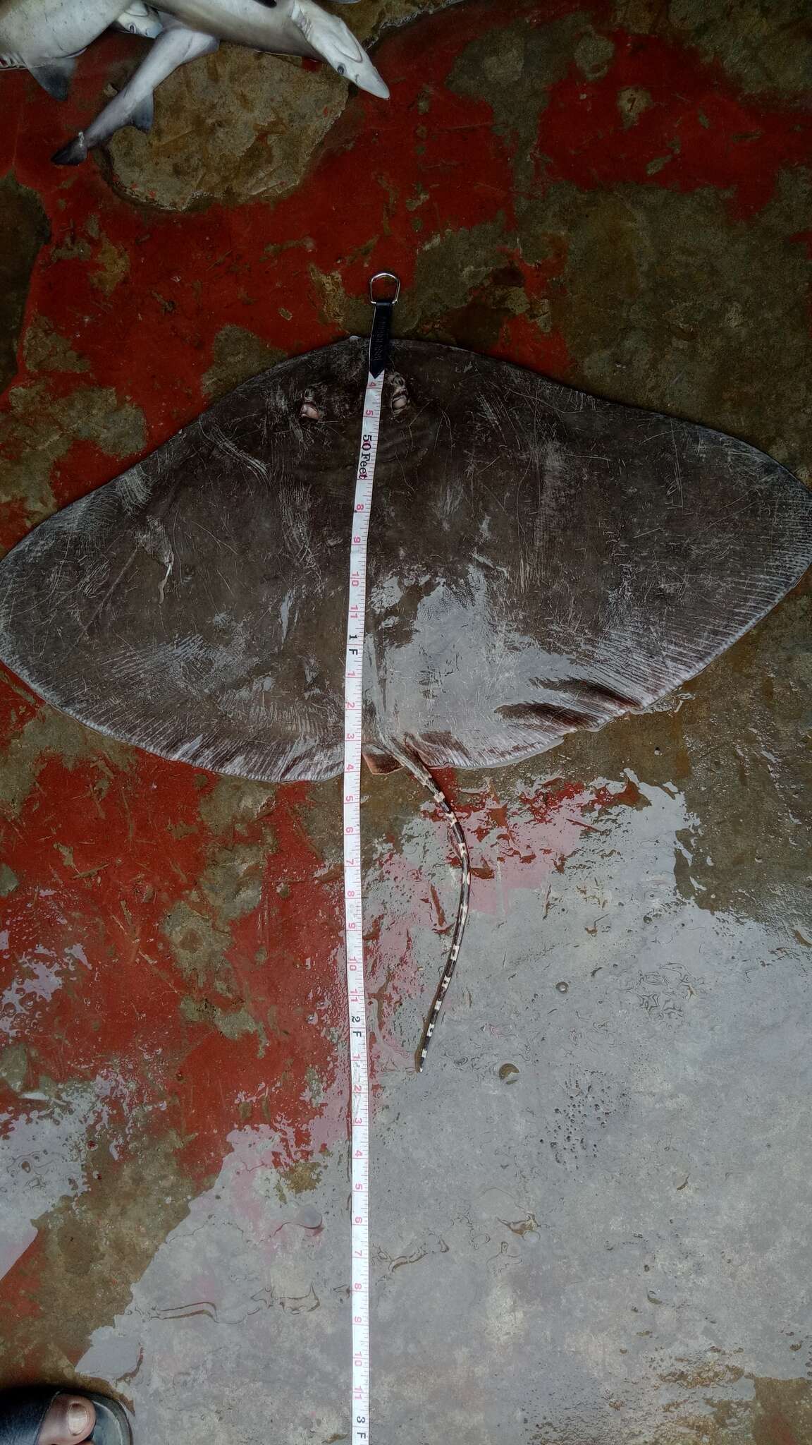 Image of Longtail Butterfly Ray