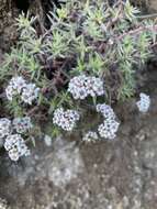 Image of Crassula pruinosa L.