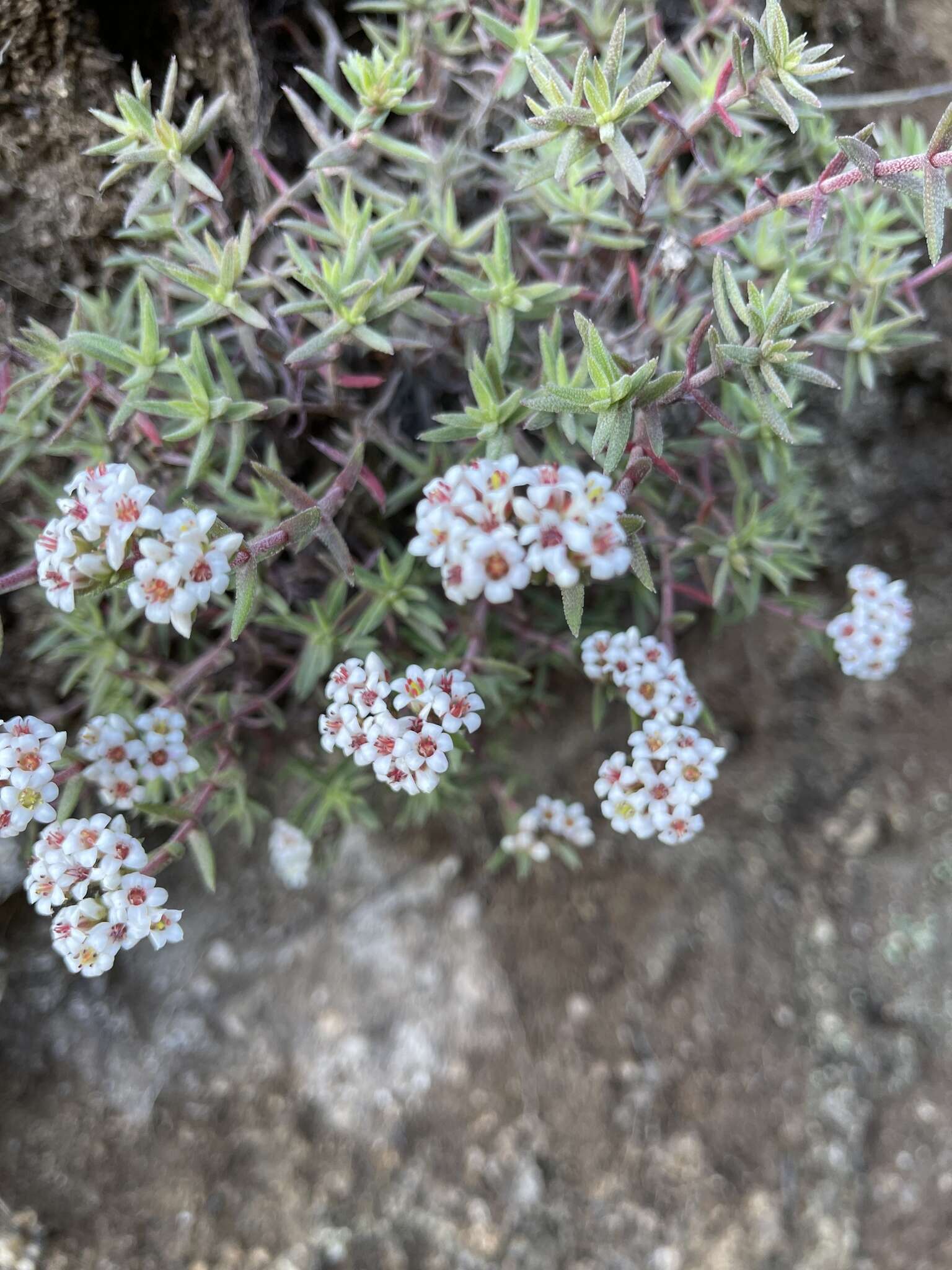 Image of Crassula pruinosa L.