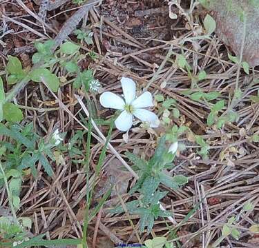 Image de Arenaria montana L.