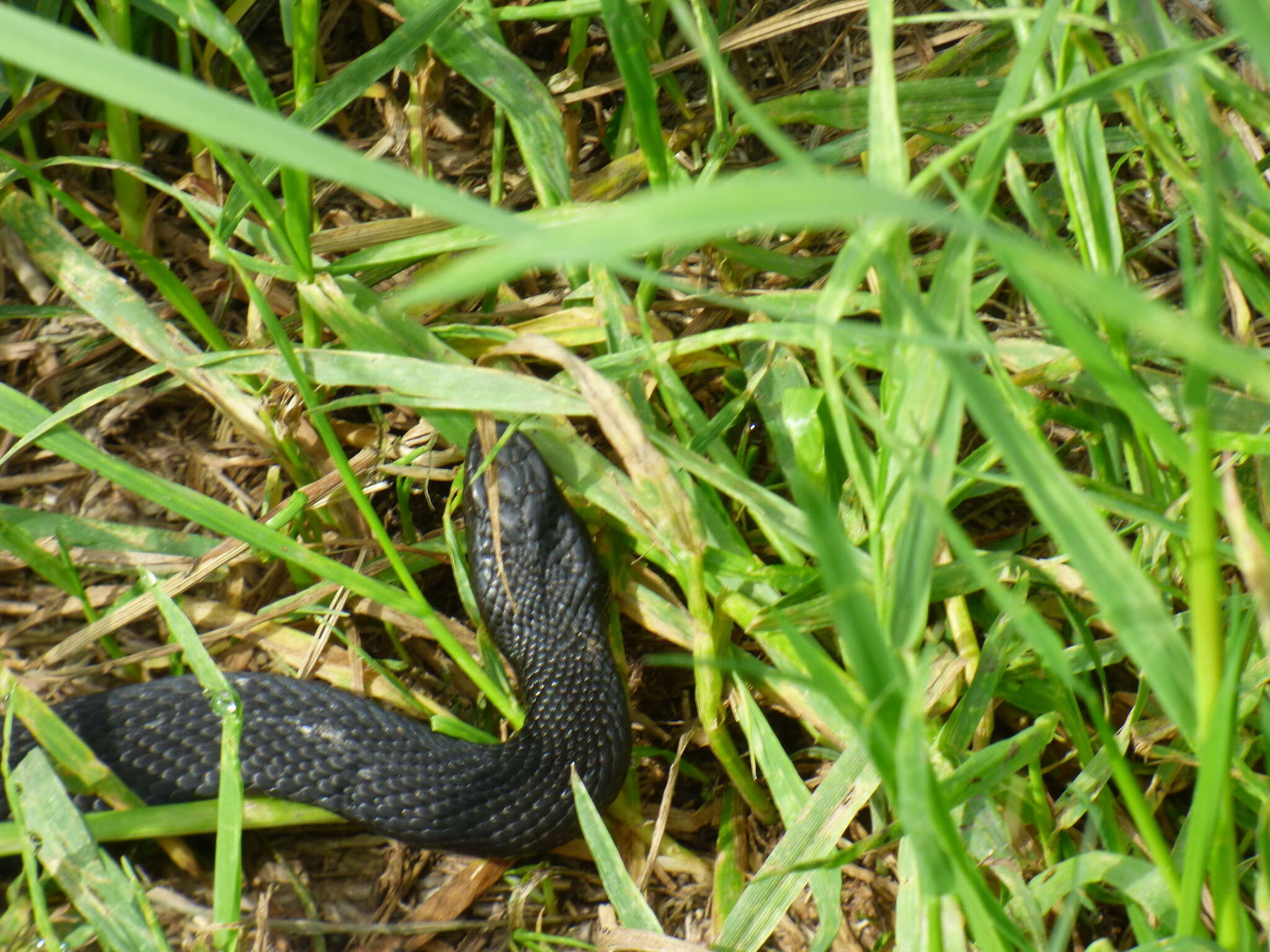 Image of Nikolsky's Viper