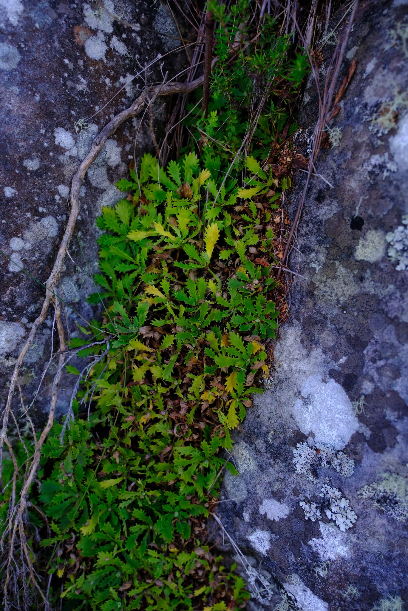 Image of Osmitopsis dentata (Thunb.) Bremer