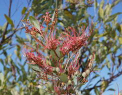 Imagem de Grevillea decora Domin