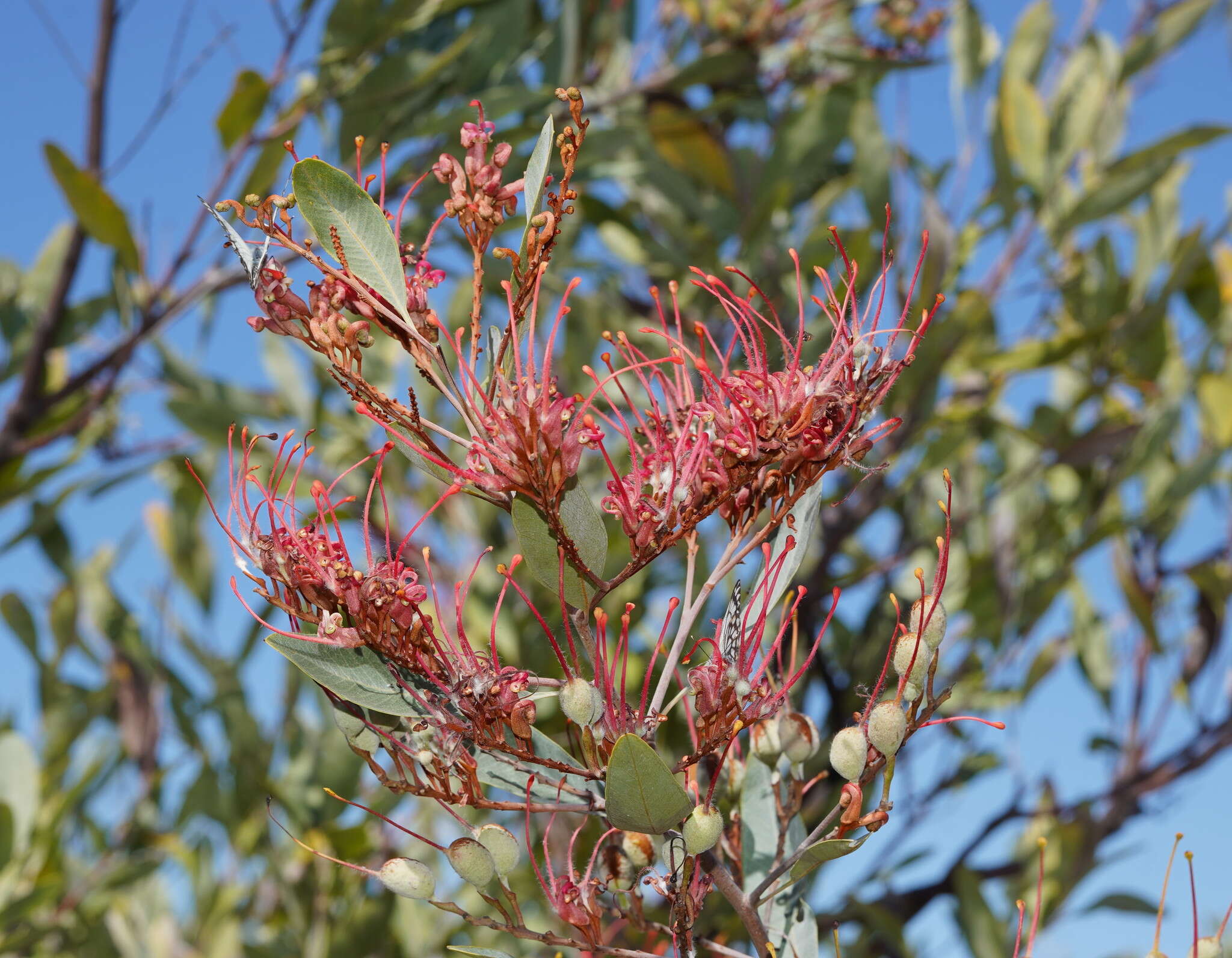 Imagem de Grevillea decora Domin