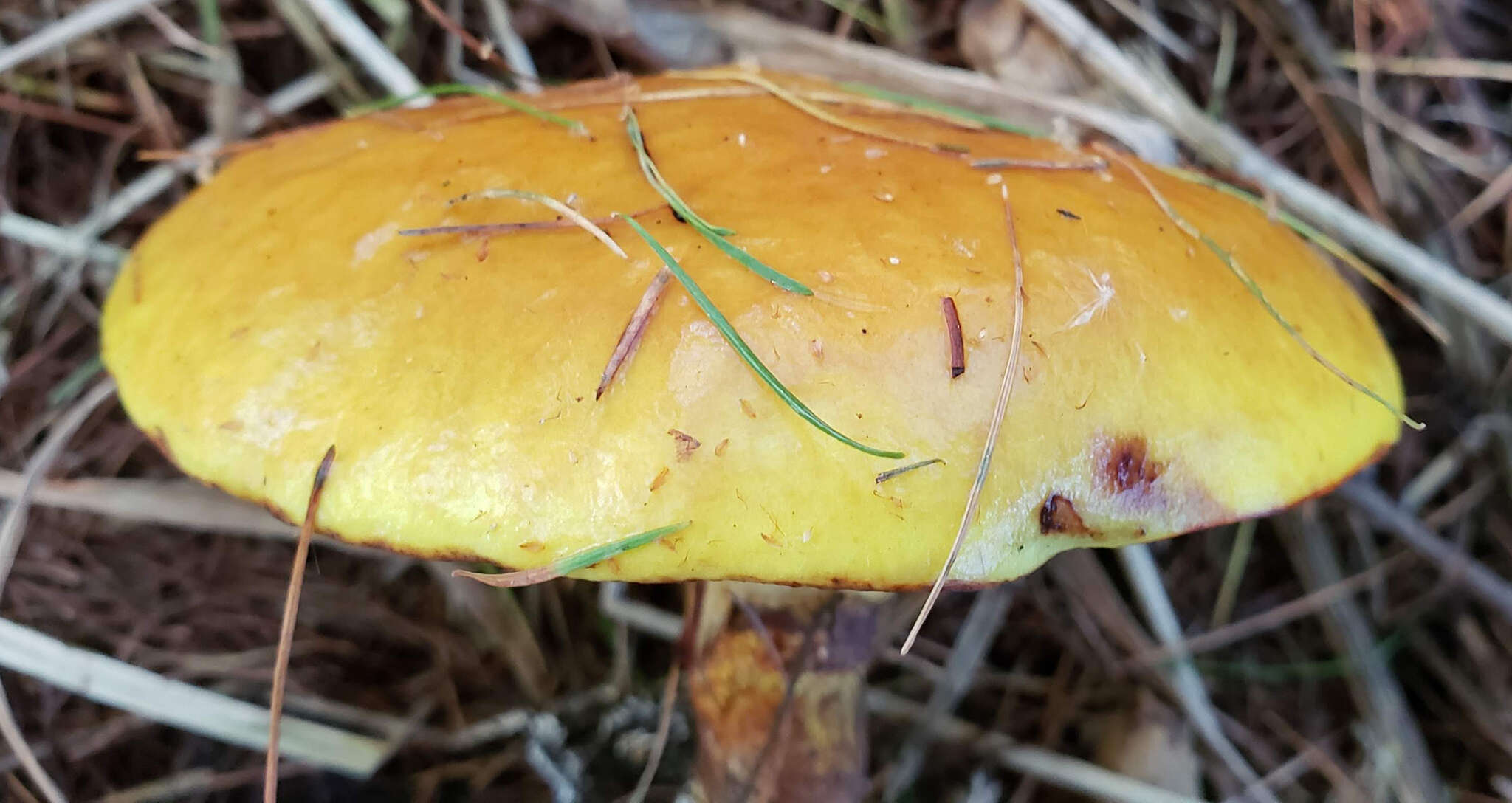 Image of Suillus grevillei (Klotzsch) Singer 1945