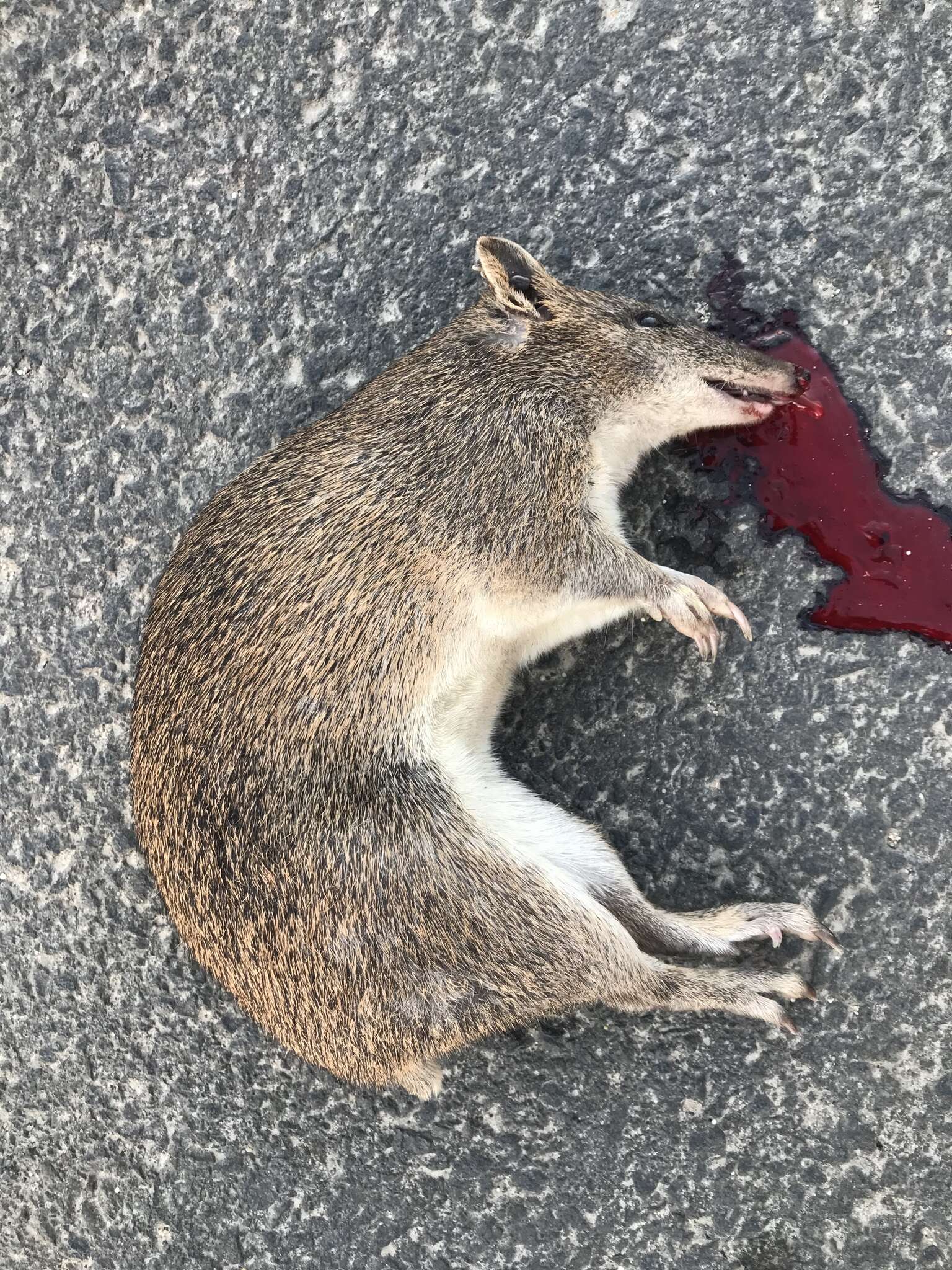 Image of Nuyts Southern Brown Bandicoot