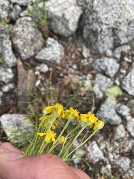 Image of Colorado rubberweed