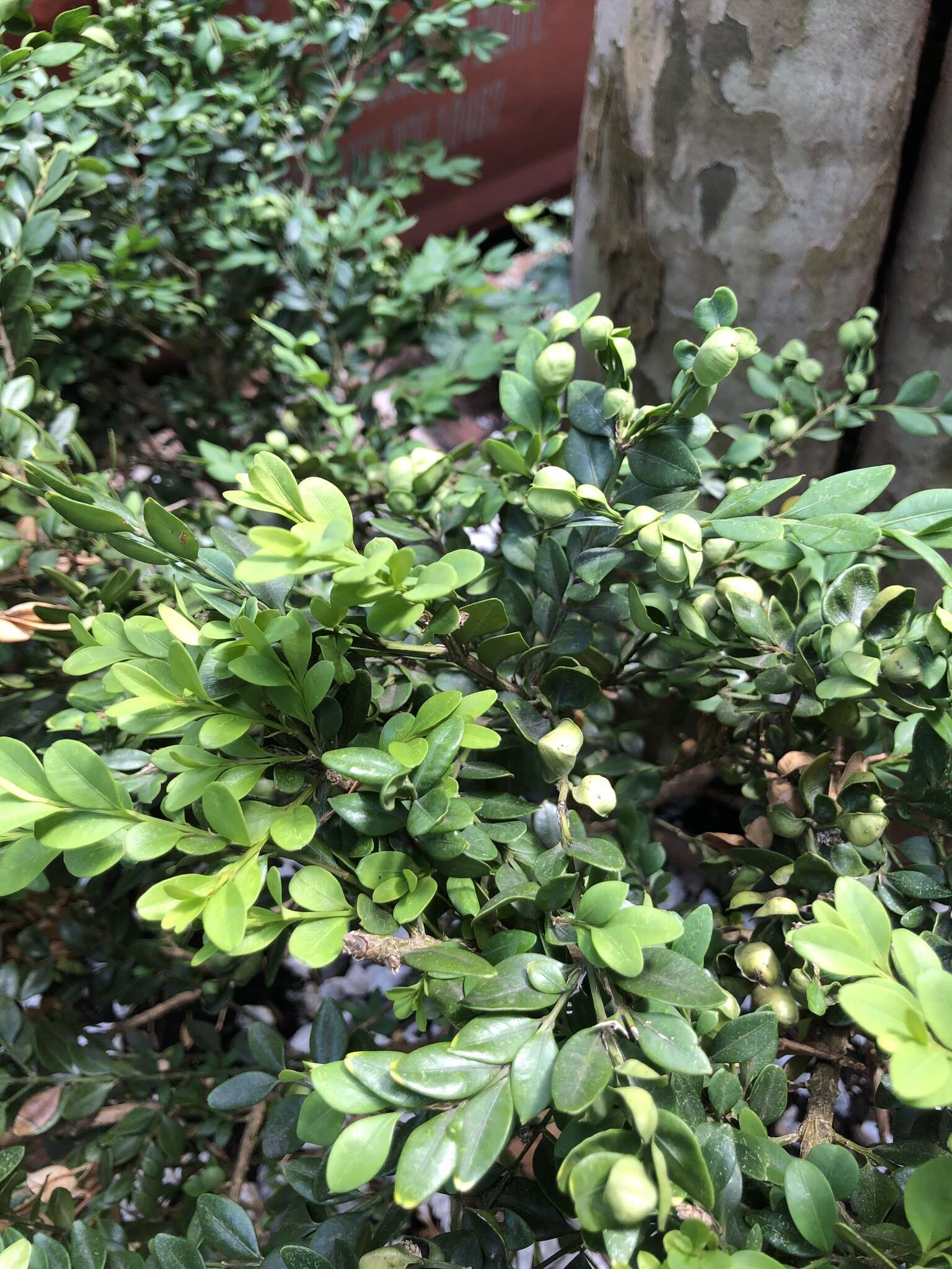 Image of Boxwood Psyllid