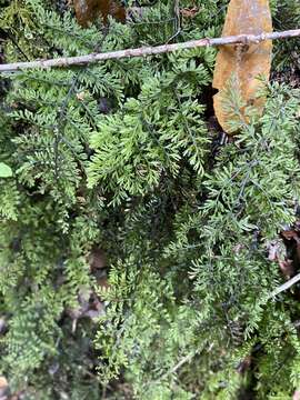 Imagem de Hymenophyllum dentatum Cav.