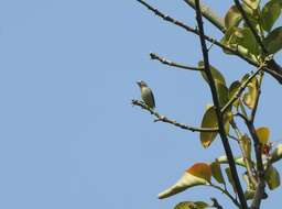 Image of Nilgiri Flowerpecker