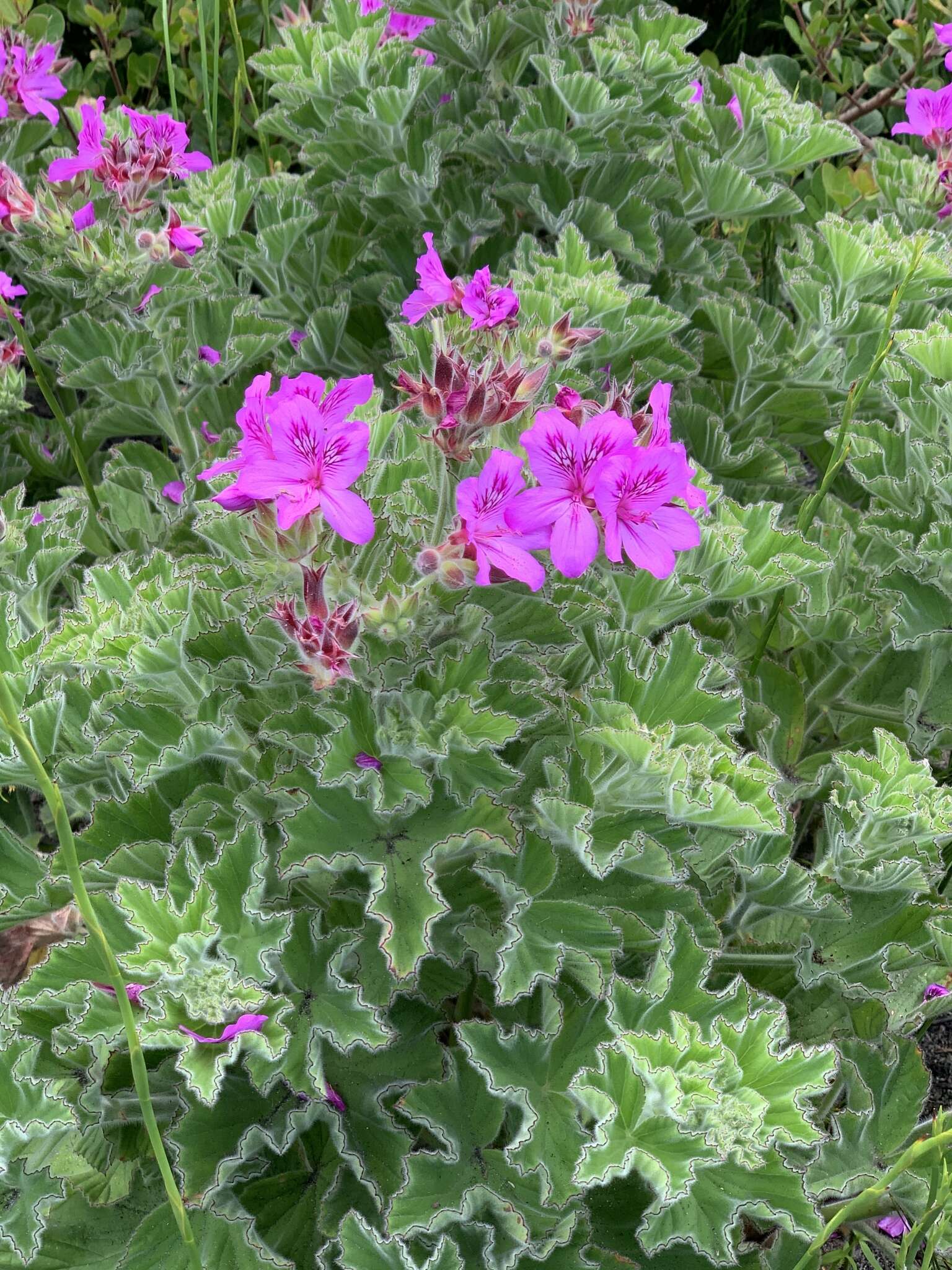 Слика од Pelargonium cucullatum subsp. cucullatum