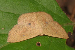 Cyclophora packardi Prout 1936 resmi