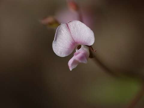 Image of Desmodium varians (Labill.) G. Don