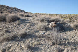 Image of Eriogonum mitophyllum Reveal