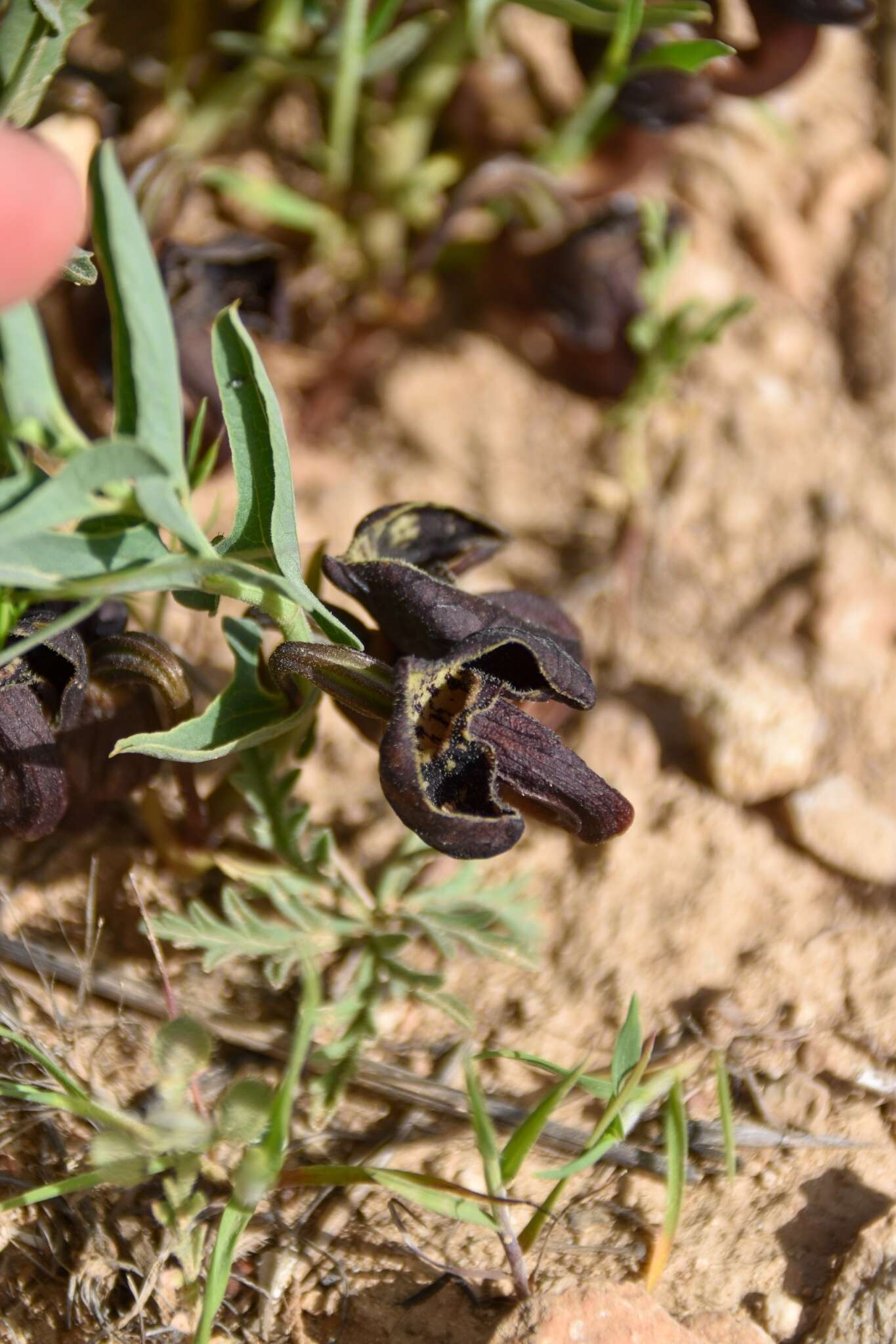 Plancia ëd Aristolochia maurorum L.