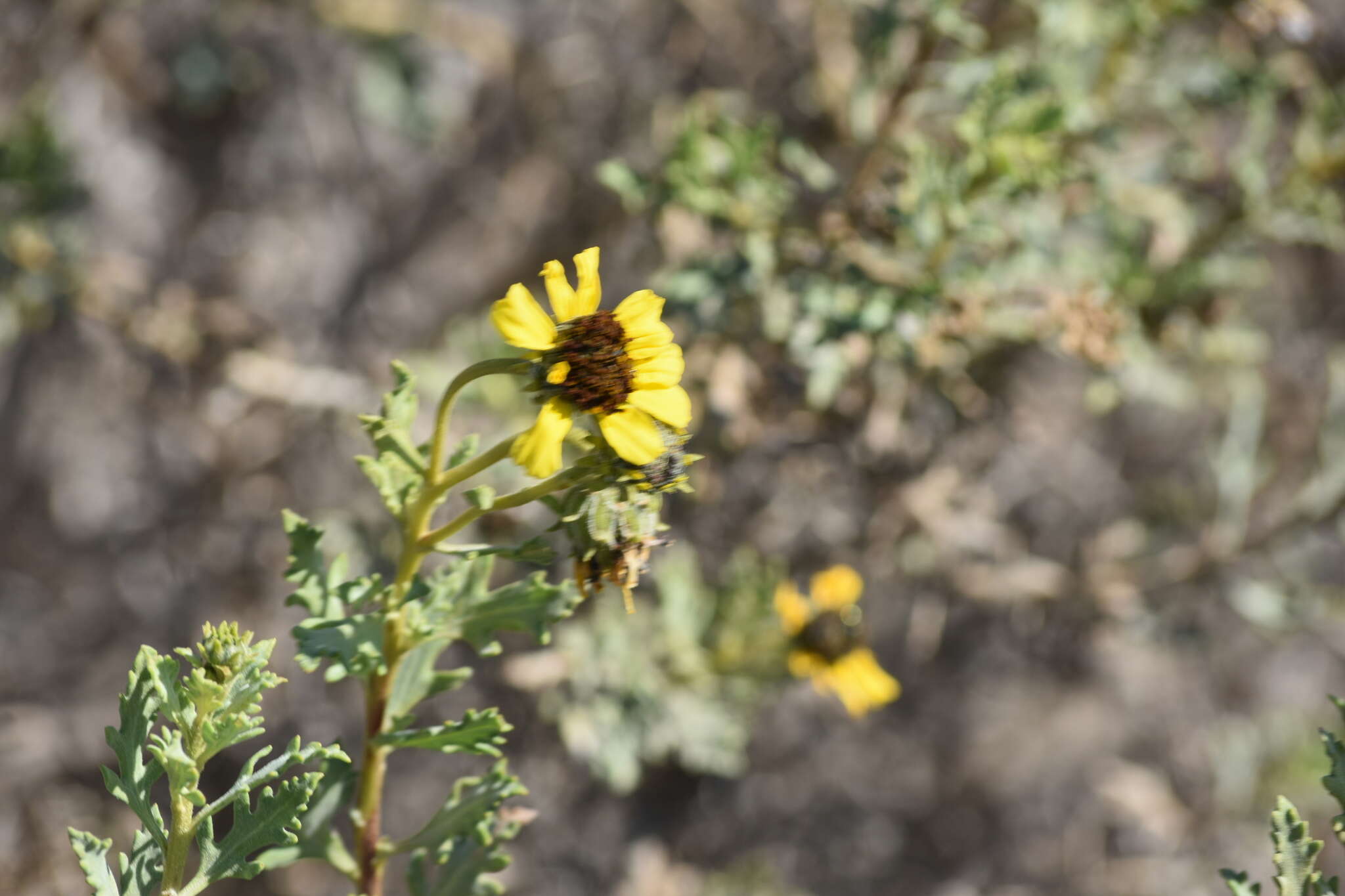 Sivun Encelia laciniata Vasey & Rose kuva