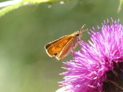 Image of lulworth skipper