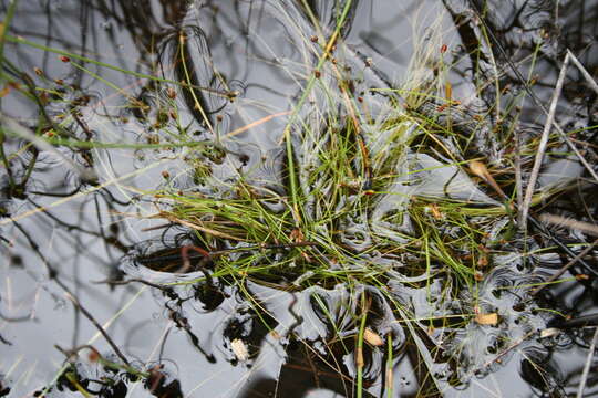 Image of Isolepis inconspicua (Levyns) J. Raynal