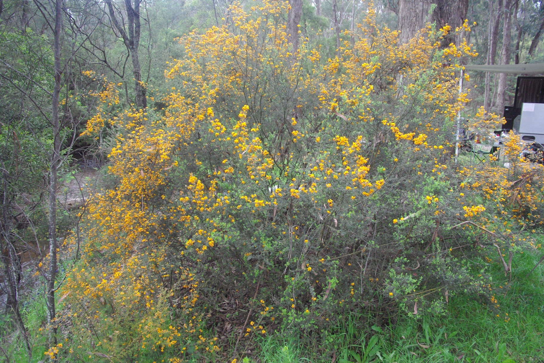 Plancia ëd Mirbelia oxylobioides F. Muell.